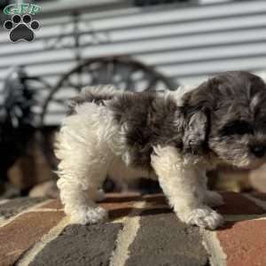 Maple, Shih-Poo Puppy